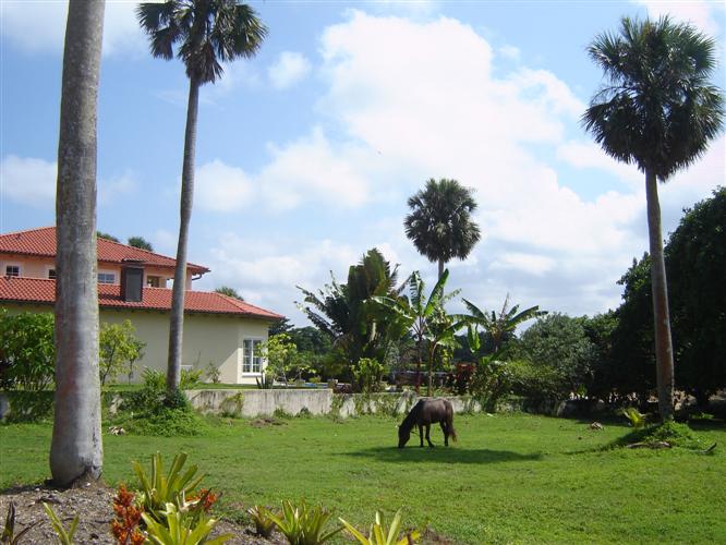 67932-83_peter121010048custom