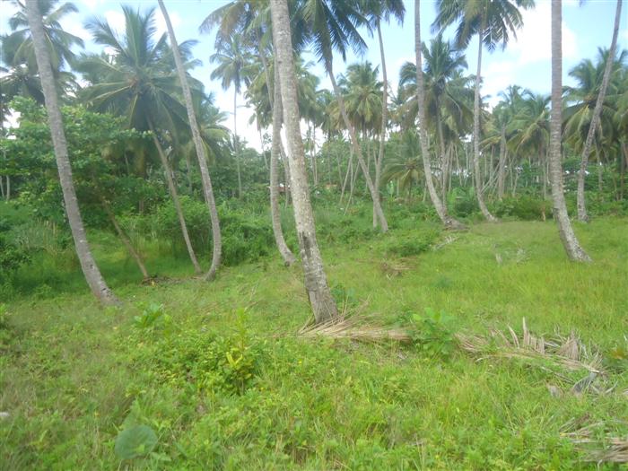 68436-821_landforsaledominicanrepubliclascanasoceanfront2