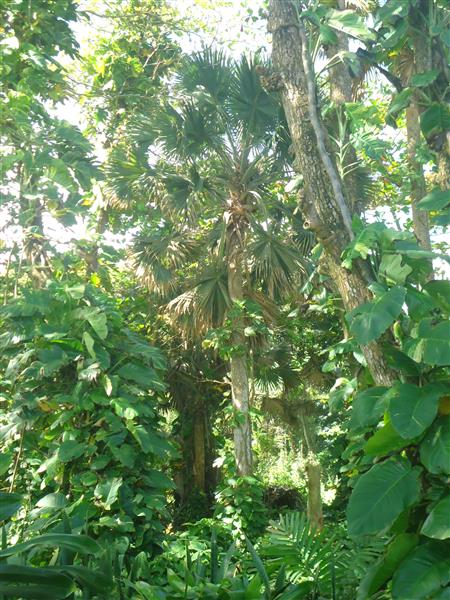 82704-1177_5landwithtropicalvegetationandpalmslandforsaledominicanrepublicrealestatedominicanrepubliccustom