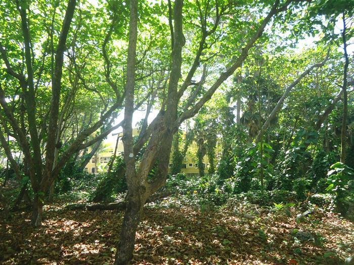 82704-1177_6landfullofvegetationlandforsaledominicanrepublicrealestatedominicanrepubliccustom